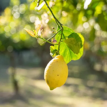 Buranco * مونتيروسّو ال ماري